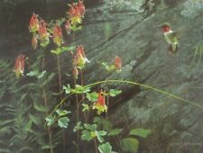 Vintage Art Robert Bateman Ruby Throat Columbine Hummingbird Floral In Flight