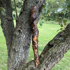 Old Vine Wrapped Limb Irish Shillelagh Style - Bild 1 von 14