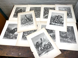 11 Auténticas Litografías 1885, ELEFANTE, JIRAFA, GORILA, LEÓN, JABALÍ, CANGURO - Imagen 1 de 12