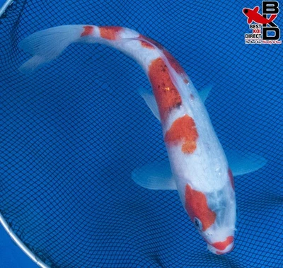 8" GOROMO Live Koi Fish Garden Pond 10/14 - Image 1 of 4