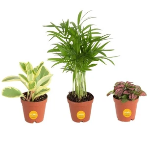 Mini Live Indoor Plants 2in Nursery Pot Easy to Grow Houseplant (3 Pack) 4-In... - Picture 1 of 8