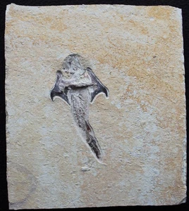 Coccodus 84 - Crusher Fish - Natural Uncut Stone - Great Color - Fossils Lebanon - Picture 1 of 4