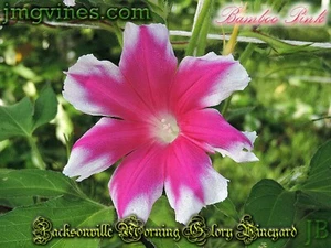 Bamboo Pink Japanese Morning Glory 6 Qty - Picture 1 of 6