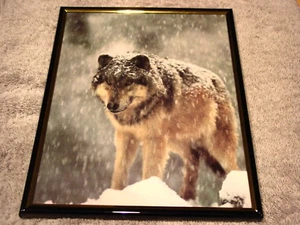 LUPO NELLA NEVE 8X10 QUADRO INCORNICIATO - Foto 1 di 1