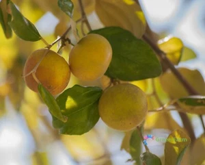 20 Seeds Ziziphus Mauritiana Indian Plum Chinese Date Medical Edible Fruits Tree - Picture 1 of 12