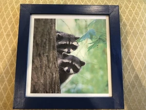 RACCOON Fun Print. Framed. 11.5”x 11.5” - Picture 1 of 2