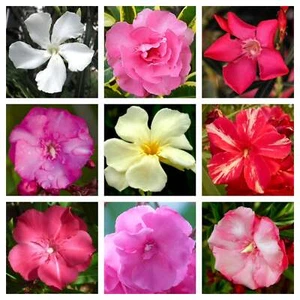 Nerium oleander MIX COLORS SEEDS - - SEMI FRESCHI mix colori - Picture 1 of 4