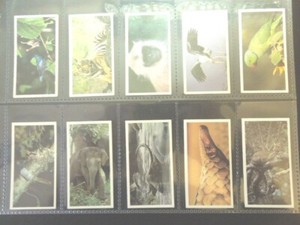 1992 Brooke Bond Tea NATURAL NEIGHBORS lion tiger giraffe Trading set  40 cards 