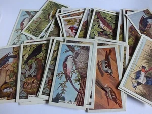 161 Sunlight Soap Cards Birds & Their Nests {Like Cigarette Cards } Some Doubles - Picture 1 of 5