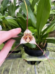Dracula Gorgonella 3.5” Net Pot - Picture 1 of 6