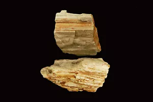 Madera Petrificada 2" 2 Piezas Piedra de Curación Chakra Raíz Metafísica Natural Reiki - Imagen 1 de 4