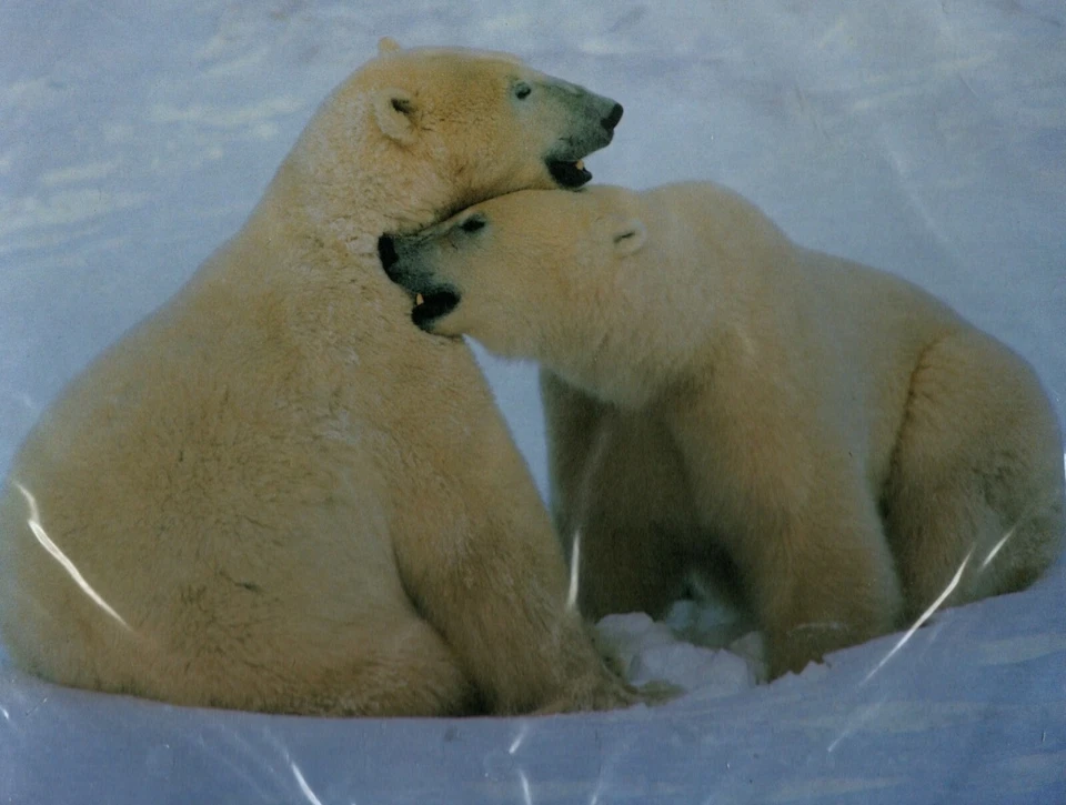 Mouse Pad Orso Polare - Hama - Tappetino Ergonomico Morbido - Immagine 1 di 1