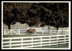 Postkarte Grasendes Pferd im Kentucky Horse Park, Lexington, KY - Bild 1 von 2