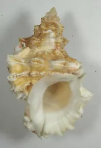 BURSA OYAMAI 79,49 mm HERMOSO ESPÉCIMEN Panglao, Bohol Is., Filipinas - Imagen 1 de 2