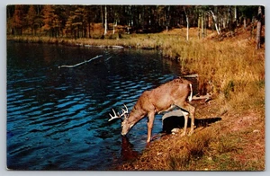 Postcard Southern Illinois Shawnee Hills Stag Had Drunk His Fill 1953 Unposted - Picture 1 of 2