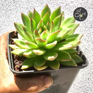 14 cm suculenta PREMIUM🌵ECHEVERIA AGAVOIDES🌵planta adulta MADRE COLECCION - Imagen 1 de 2