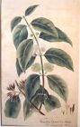 Ostindische Kinobaum. Nauclea Gambir. Original Lithographie. Um 1800