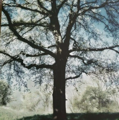 Canvas Wall Art ~ 11" x 11" x 1"  ~ Canvas Print ~ Tree In Field Theme - Image 1 of 4