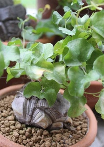 Dioscorea elephantipes Caudex - Bild 1 von 2