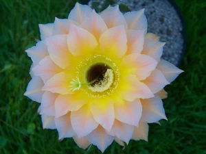 Echinopsishybride " RL1671-2102 " 2,1 cm x 2,2 cm - Imagen 1 de 2