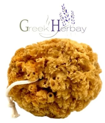 Натуральная высушенная греческая неотбеленная морская губка в виде сот 5,0–5,50 дюйма (12–14 см) - Изображение 1 из 2