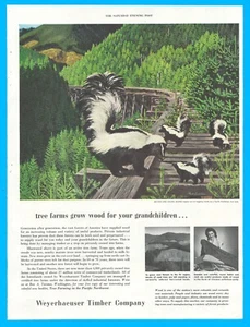 1953 Weyerhaeuser Timber Co logging trestle print ad skunks tree farm lumber - Picture 1 of 3