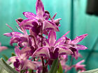 Dendrobium King Zip ---blooming size. Easy To Grow