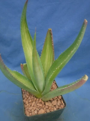Agave guiengola "Jailhouse Rock" STREAKY Variegation! 5"-8" Tall STARTER Plant! - Image 1 of 4