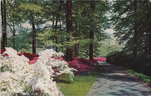 Postcard pathway crimson & white azaleas Winterthur Gardens Delaware DE - Imagen 1 de 2