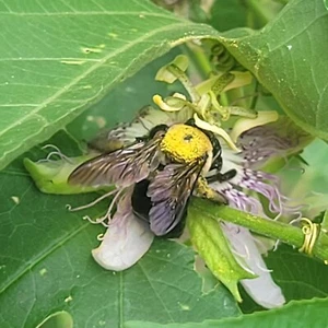 2 Yr Old Vine Passion Fruit Maracuya Grenadilla Passiflora edulis tropical Free - Picture 1 of 1