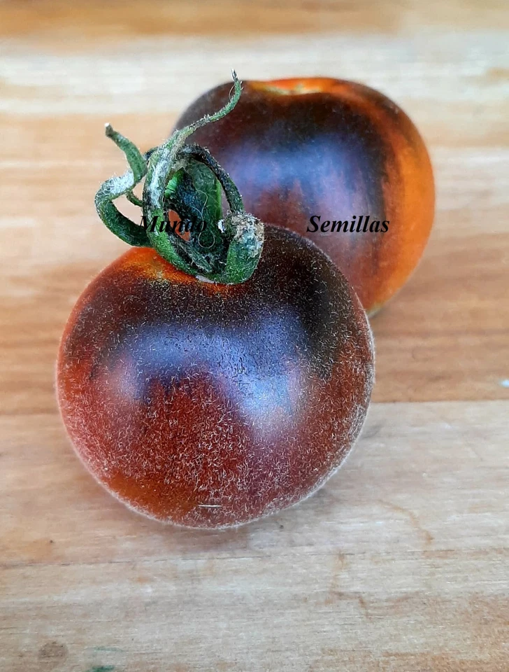 Raro tomate peludo  - 10 semillas frescas  - var. tomate azul - seeds - Imagen 1 de 1