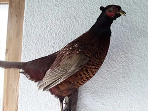 Präparat/Ausgestopft/Fasan/Dekoration - Bild 1 von 5