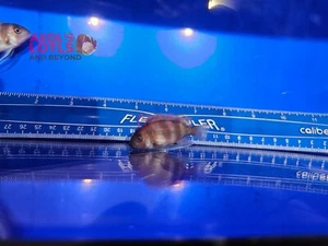 Red Frontosa African Cichlid 2-2.5" - Picture 1 of 5