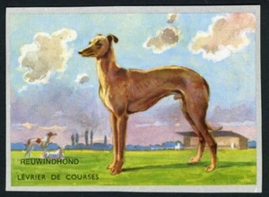GREYHOUND RARE EUROPE ISSUE 1950'S DOG PICTURES STICKER / TRADE CARD - Picture 1 of 1