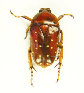 Unmounted beetle/Cetoniidae - Stephanorrhina guttata, FEMALE, reddish - Imagen 1 de 1