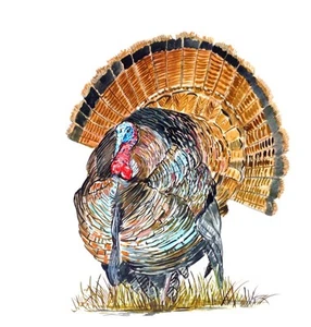 Decal Vinyl Sticker Wild Turkey - Printed Vinyl Decal Made in USA - Picture 1 of 1