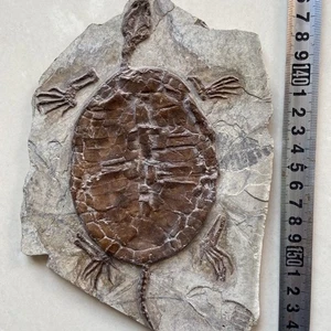 Fósil de tortuga real raro chino mejor nacido colección Keichousaurus. Tortuga real - Imagen 1 de 3