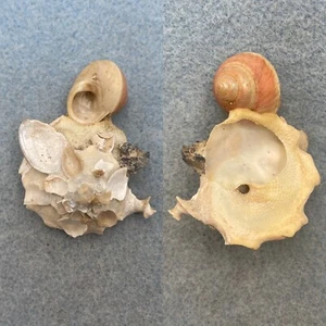 Xenophora crispa 42,1mm f+ Marokko - Bild 1 von 1