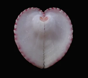Sea shell- Corculum impressum- 44mm - Picture 1 of 2