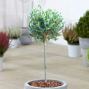 Olive 'Olea Europa' Tree | Hardy Ornamental Potted Trees for Small Gardens 2-3ft - Picture 1 of 17