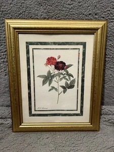 P.J. Redouté Flower Drawing W/ 17x14 Frame - Picture 1 of 4