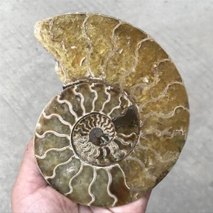 TOP 240g Natural ammonite fossil conch crystal specimen healing care Gift - Picture 1 of 22