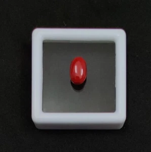 Cabochon corallo marino naturale pietra preziosa sciolta corallo rosso italiano forma ovale cabochon - Foto 1 di 7