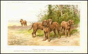 1894 Antique Chromolithograph AGRICULTURE Briquets Bretagne Dogs (JAP09) - Picture 1 of 1