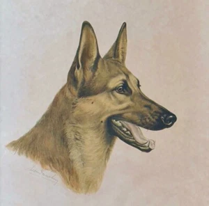 Leon Danchin - Artist Proof - Signed - German Shepherd  Colored Print - Framed - Picture 1 of 9