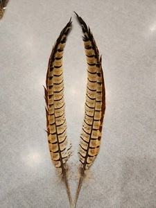 X-19 Matched Pr Hybrid Ringneck Reeves Cross Pheasant Tail Feather - Picture 1 of 3