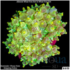 008 Aquasd Live Corals/Frags - Emerald Shimmer Bubble Tip  Anemone - Aqua Sd