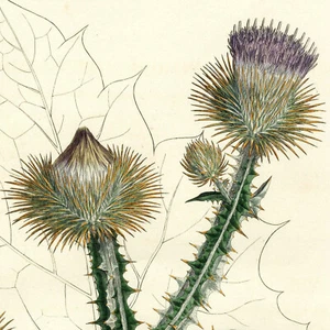 Rare 1777 CURTIS FLORA LONDINENSIS Hand-Colored Folio Engraving: Cotton Thistle - Picture 1 of 8