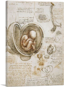 Studies of the Human Body - Study of a Foetus in the Womb by Leonardo da Vinci - Picture 1 of 11