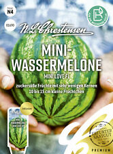  Mini- Wassermelone " Mini LoveF1 " zuckersüße Früchte kernarm Melonen Samen